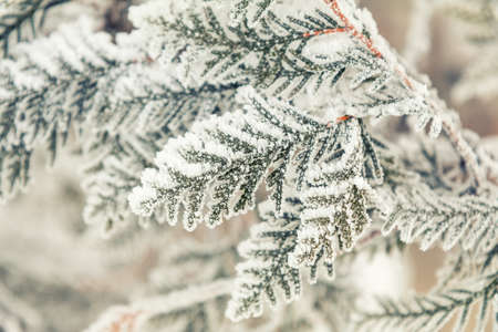 Winter holiday background. Branch thuja cypress tree in snow. Thuja cypress tree branches covered with hoarfrost. Coloring and processing photo with soft focus in instagram style.の写真素材