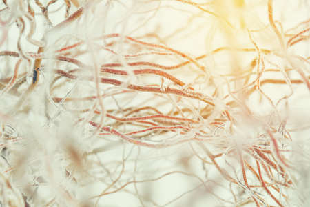 Winter holiday background. Branch willow tree in snow. Willow branches covered with hoarfrost. Coloring and processing photo with soft focus in instagram style.の写真素材