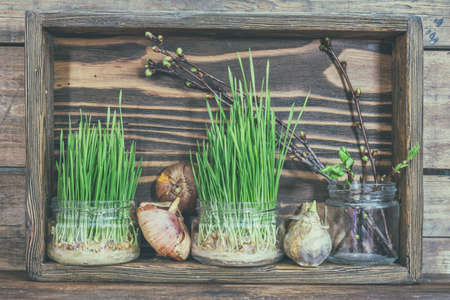Gardening and planting concept. Seedlings, garden tools, tubers (bulbs) gladiolus and hyacinth, branch of trees with buds in wooden box. Toned and processing photo.の写真素材