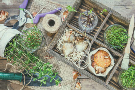 Gardening and planting concept. Seedlings, garden tools, tubers (bulbs) gladiolus and hyacinth, branch of trees with buds in wooden box. Toned and processing photo.の写真素材
