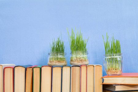 Young seedlings of green wheat sprouts, germinated wheat in glass jar on books over blue background....