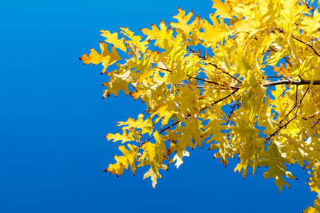 Autumn leaves sky background. Autumn maple trees branch with yellow leaves on blue sky backgroundの写真素材