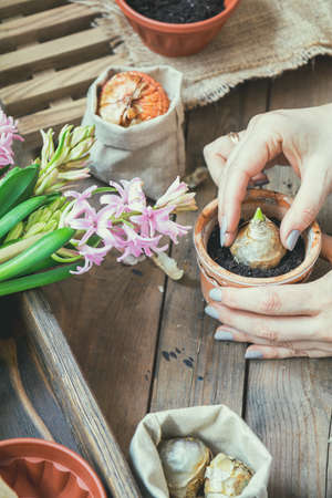 Gardening and planting concept. Woman hands planting hyacinth in ceramic pot. Seedlings garden tools, tubers (bulbs) gladiolus and hyacinth,  flowers pink hyacinth. Toned and processing photo.の写真素材