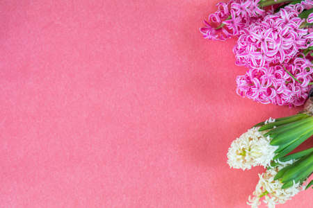 Beautiful spring holiday background. Fresh pink and white hyacinths on pink copy space groundwork.の写真素材