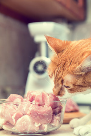 Red and white cat takes a piece of meat from a table. Kitty on the kitchen. Fresh pork cut meat in the glass bowl. Toned.の写真素材