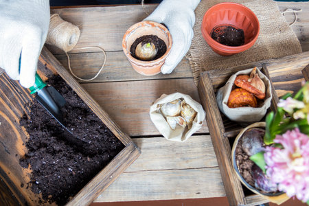 Gardening and planting concept. Woman hands planting hyacinth in ceramic pot. Seedlings garden tools...