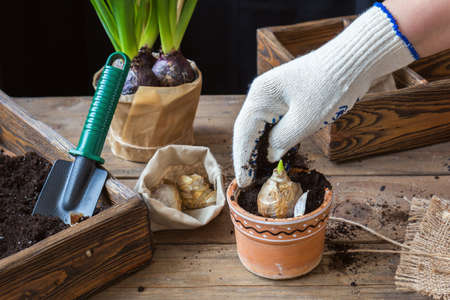 Gardening and planting concept. Woman hands planting hyacinth in ceramic pot. Seedlings garden tools tubers (bulbs) gladiolus and hyacinth flowers pink hyacinth. Toned and processing photo.の写真素材