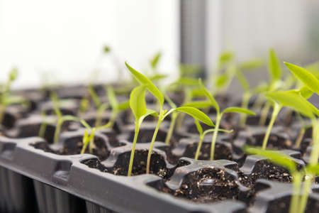Pepper seedling transplants growing in a plastic tray. Sprouting pepper seedlings in propagator trays. Shallow depth of field. Coloring and processing photo.の写真素材