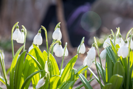 Beautiful springtime background. White blooming snowdrop folded or Galanthus plicatus with water...