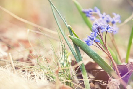Beautiful spring flowers nature background. Wild growing blue snowdrop, Scilla bifolia, blue early...