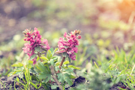 Beautiful spring flowers nature background. Wild violet blooming corydalis, blue early spring flower. Coloring photo with soft focus. Copy space.の写真素材