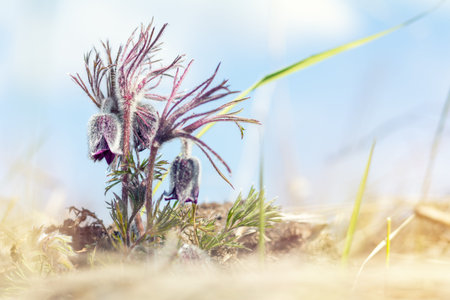 Beautiful spring violet flowers background. Eastern pasqueflower, prairie crocus, cutleaf anemone...