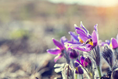 Beautiful spring buds flowers background. Bee collects nectar. Eastern pasqueflower, prairie crocus, cutleaf anemone with water drops. Shallow depth of field. Toned. Copy space.の写真素材