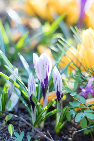 Beautiful spring violet white and yellow flowers crocuses on bokeh background in sunny spring forest...