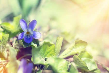 Beautiful spring violet flowers Viola odorata on bokeh background in sunny spring forest under sunbeams. Holidays Easter, valentine, mothers day picture with copy space.の写真素材