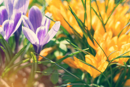 Beautiful spring violet white and yellow flowers crocuses on bokeh background in sunny spring forest under sunbeams. Holidays Easter, valentine, mothers day picture with copy space. Toned.の写真素材
