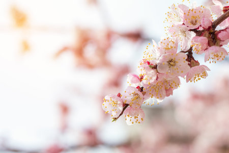 Spring background art with pink blossom. Beautiful nature scene with blooming tree and sun flare....