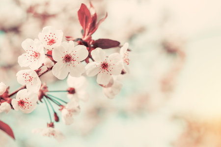 Spring background art with white cherry blossom. Beautiful nature scene with blooming tree and sun...