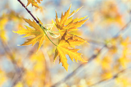 Spring background art young maple leaves. Beautiful young maple leaves in backlight on blue sky background at springtime. Sunny day. Shallow depth of field.の写真素材