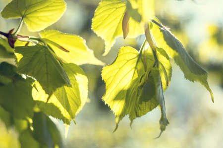 Spring background art young linden leaves. Beautiful young linden leaves in backlight on blue sky background at springtime. Sunny day. Shallow depth of field.の写真素材