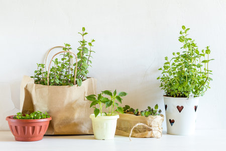 Spring gardening light concept. Seedlings basil, mint, pepper in the pots. Fresh mint in a paper bag.  White wall background.の写真素材