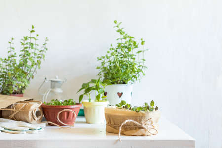 Spring gardening light concept. Fresh basil in pot on a white table. Seedling in the pots, hank of rope, gardening tools and white wall background.の写真素材
