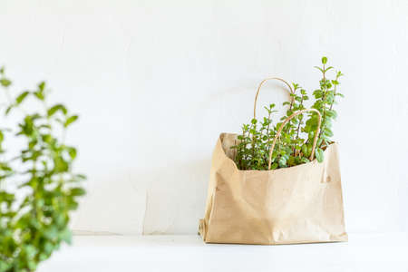 Spring gardening light concept. Fresh mint in a paper bag on a white table. White wall background.の写真素材
