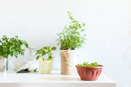 Spring gardening light concept. Fresh parsley in pot on a white table. Seedling in the pots, hank of rope, gardening tools and white wall background.の写真素材