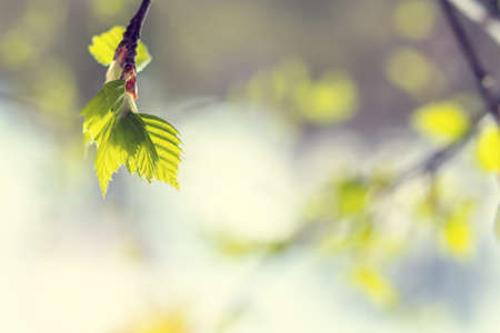 Birch twig with young foliage on blurred trees and blue sky background at springtime. Coloring and processing photo. Toned. Shallow depth of field.の写真素材