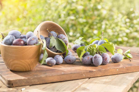 Fresh plums with green leaves in wooden pot on the dark wooden table. Sunny day in the garden. Shallow depth of field. Tonedの写真素材
