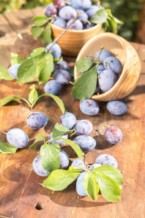Fresh plums with green leaves in wooden pot on the dark wooden table. Sunny day in the garden. Shallow depth of field. Tonedの写真素材