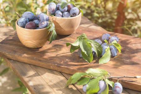 Fresh plums with green leaves in wooden pot on the dark wooden table. Sunny day in the garden. Shallow depth of field. Tonedの写真素材