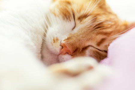 Peaceful cute sleepy muzzle of red-and-white cat. Close up.の写真素材