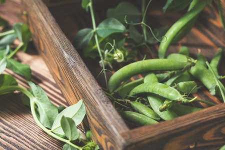 Pods of green peas and pea on a dark wooden surface. Vintage wooden surface for design with beautifully located pods of green peas. Toned and coloring photo. Shallow depth of field.の写真素材