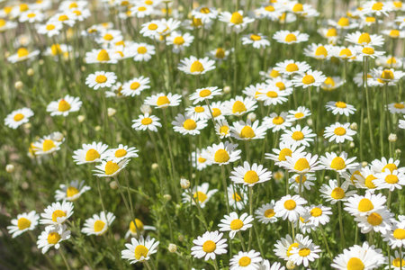 Field of blooming tender daisies in the summer time in a sunny weather