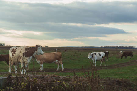 Cows grazing on autumn pasture at sunset. Tonedの写真素材