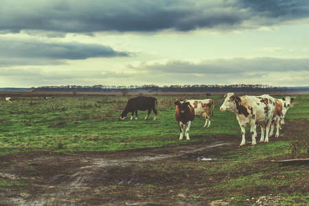 Cows grazing on autumn pasture at sunset. Tonedの写真素材