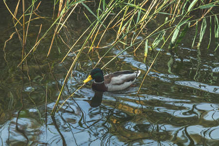 Lake view with drake peacefully swimming in the city parkの写真素材
