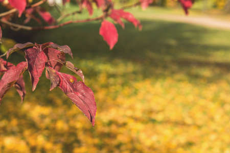 eautiful autumn background with ladybug on a red leaf in the city park. Close-up. の写真素材