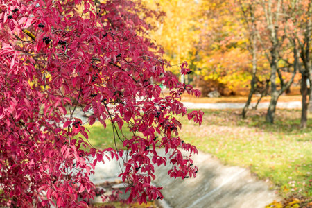 Autumn magic turned leaves into bright red in the city park. Beautiful nature background 