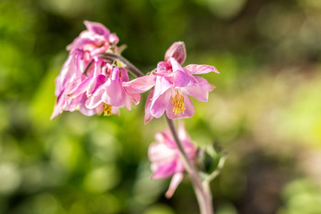 Tender pink aquilegia flowers on the sunny weather. Beautiful summer background. Copy space.の写真素材