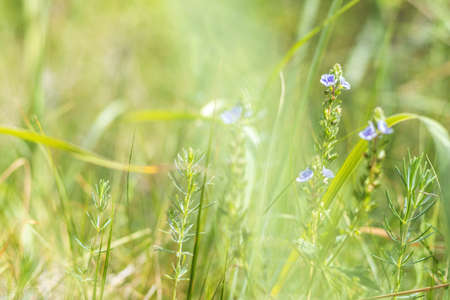 Green juicy grass and gentle blue flowers in the field on a sunny day. Shallow depth of fieldの写真素材