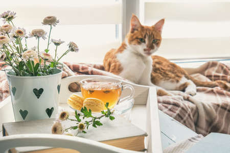Sweet welcoming home with flowers, tea and a cat. Cozy house conceptの写真素材