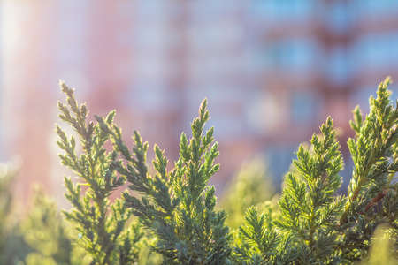 Thuja foliage in the sunlight.  Multistoried building is out of focus. Urban background. Shallow depth of field, bokehの写真素材