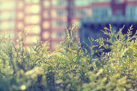 Thuja foliage in the sunlight.  Multistoried building is out of focus. Urban background. Shallow depth of field, bokehの写真素材