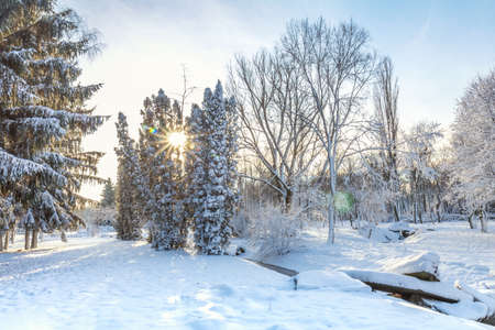 First snow in the city park with trees trees under fresh snow at sunrise の写真素材