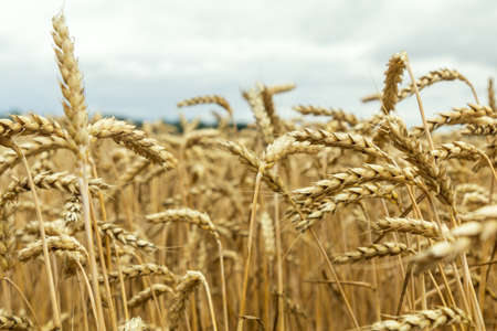 Agricultural fragmental panorama of the wheat field. Ripe wheat and wild flowers close-up. Shallow depth of field. Toned.の写真素材
