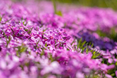Pink tender phlox. Beautiful summer backgroundの写真素材