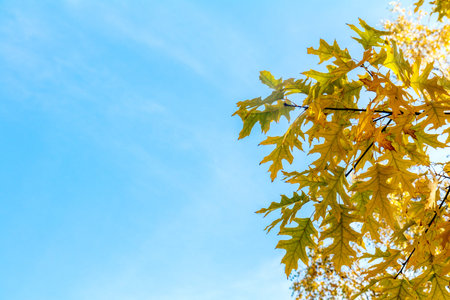 Autumn leaves sky background. Autumn maple trees branch with yellow leaves on blue sky background.