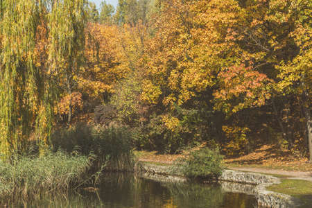 Autumn city park. Park in the fall. Ducks swim in the pond. Bright autumn trees in the park. Sunny day. Toned photoの写真素材